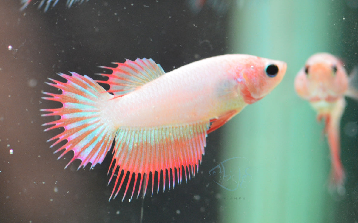 Pink Purple Crowntail Female