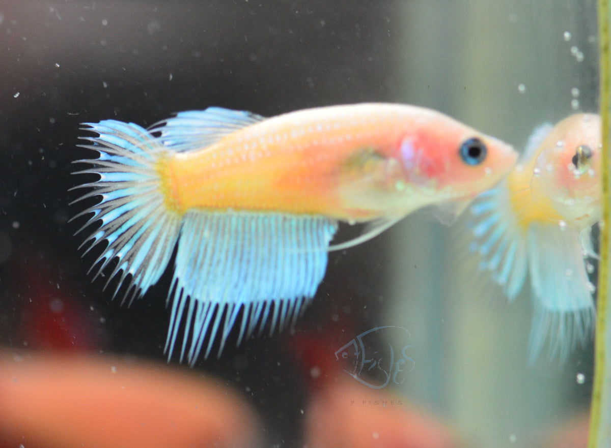 Opal Crowntail Female