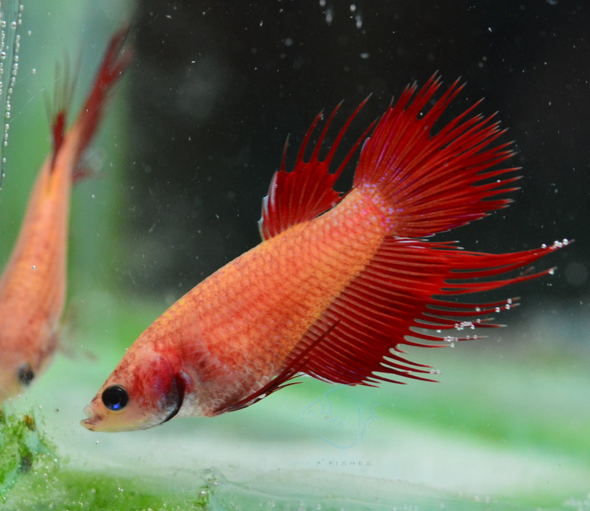 Red Crowntail Female