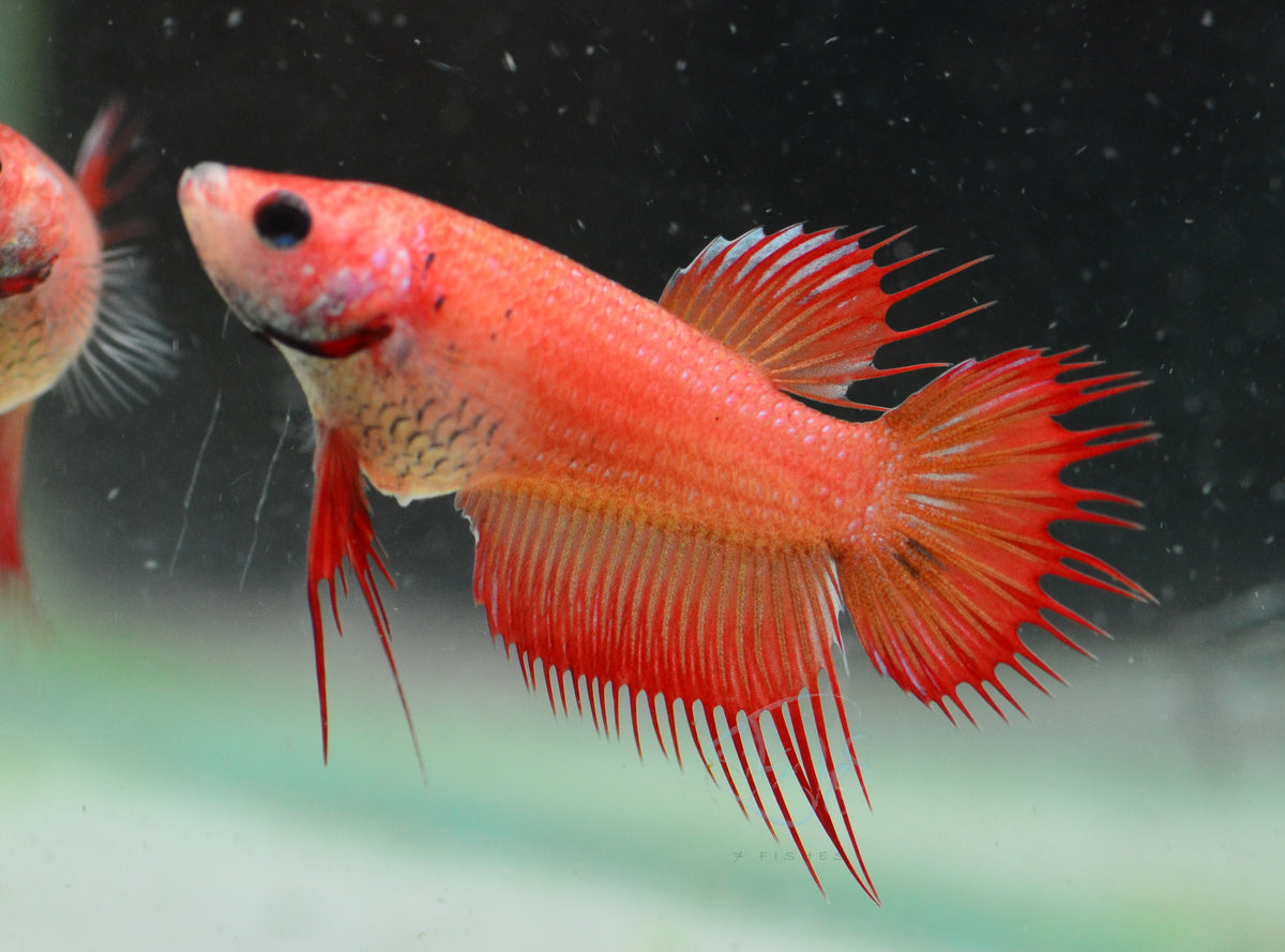 Red Crowntail Female