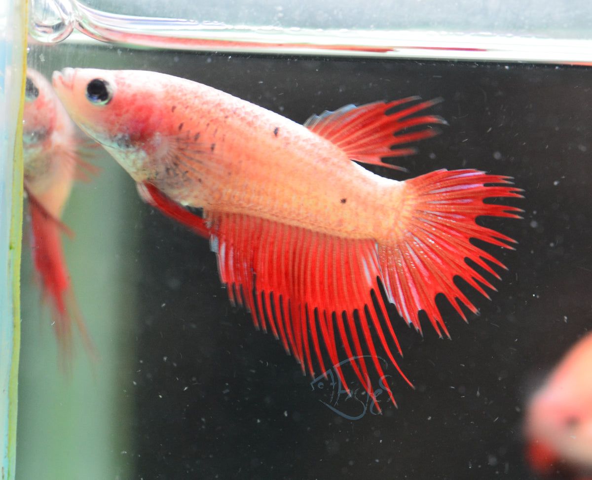 Cambodian Crowntail Female