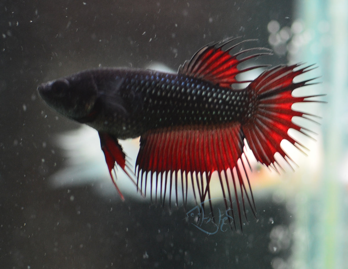 Vampire Crowntail Female