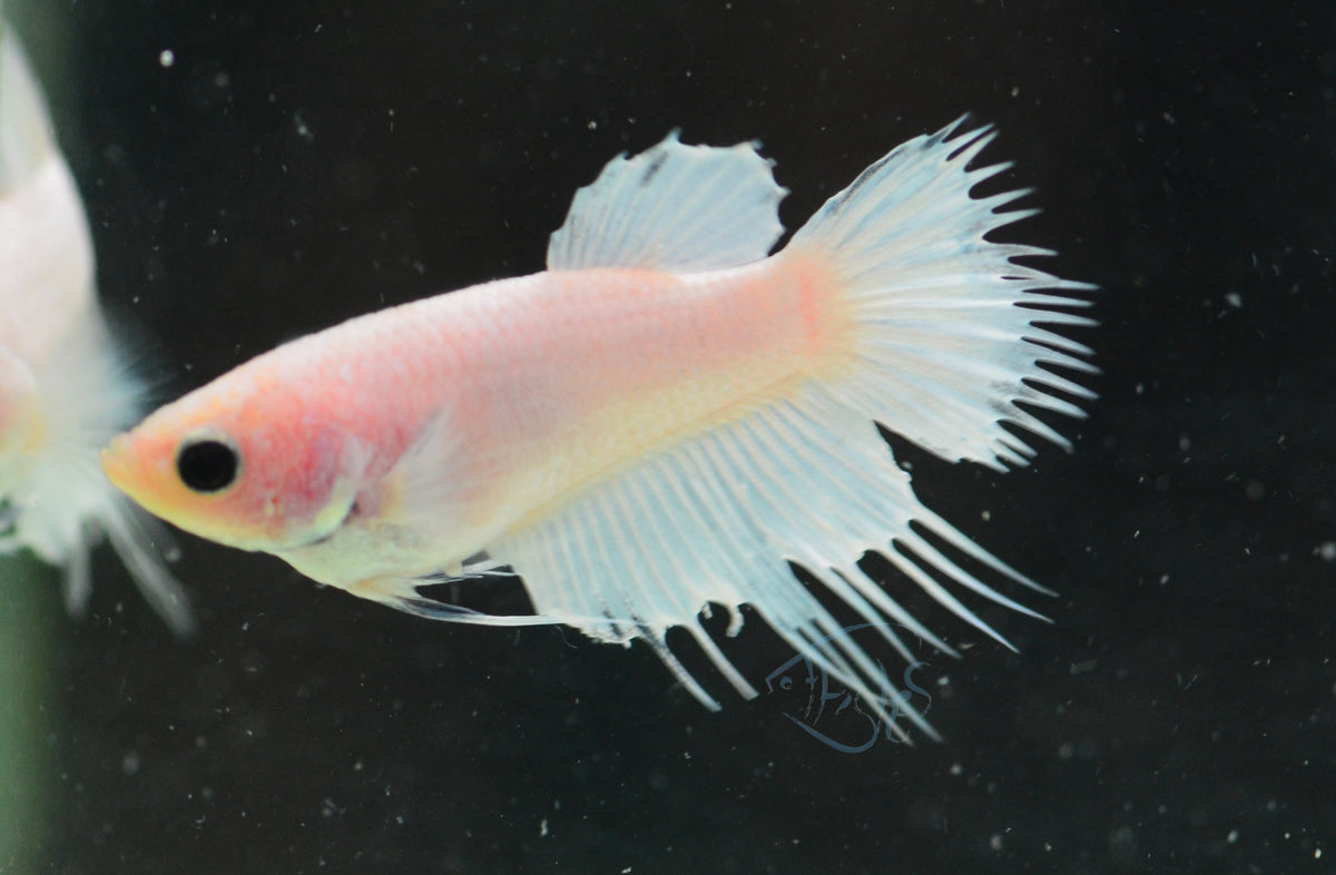 Plaitnum Crowntail Female