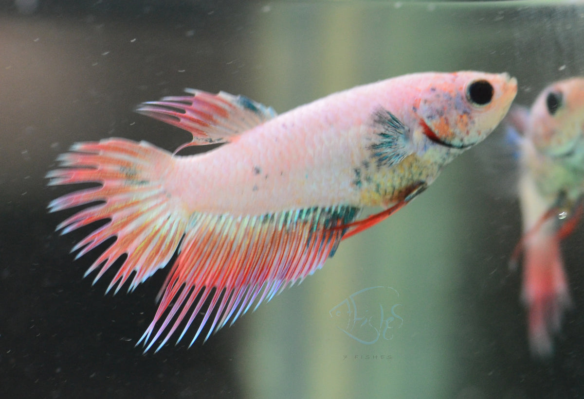 Iridescent Crowntail Female