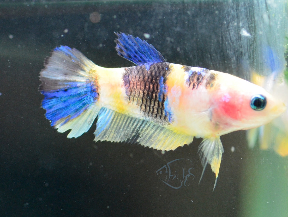 Yellow Koi Plakat Female