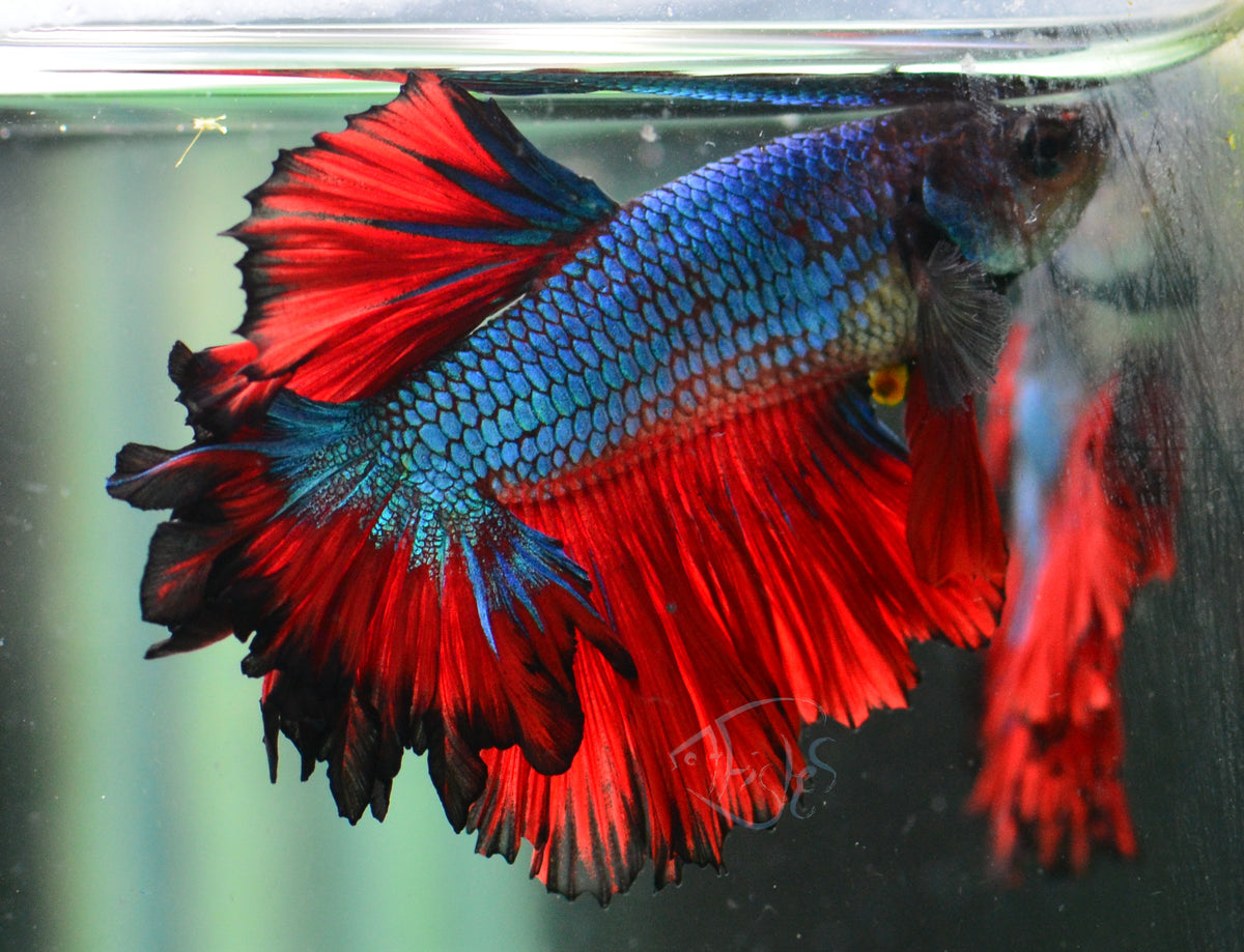 Bicolour Feathertail Male