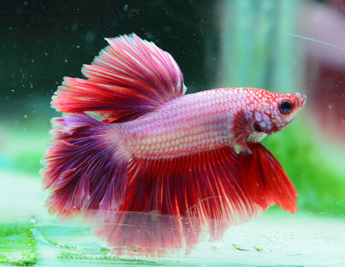 Pink Feathertail Male