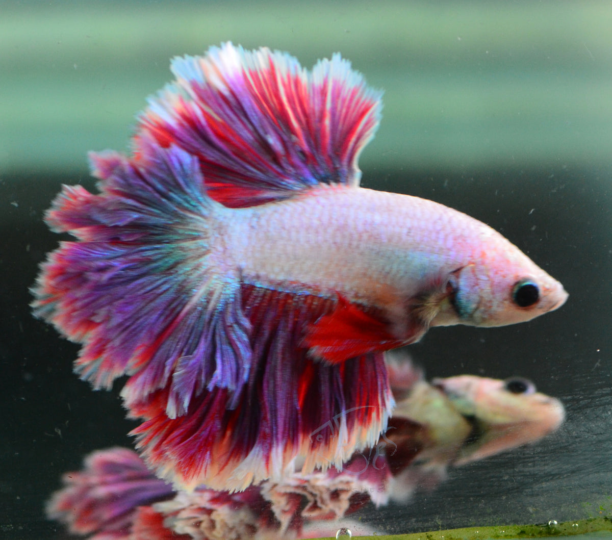 Purple Feathertail Male