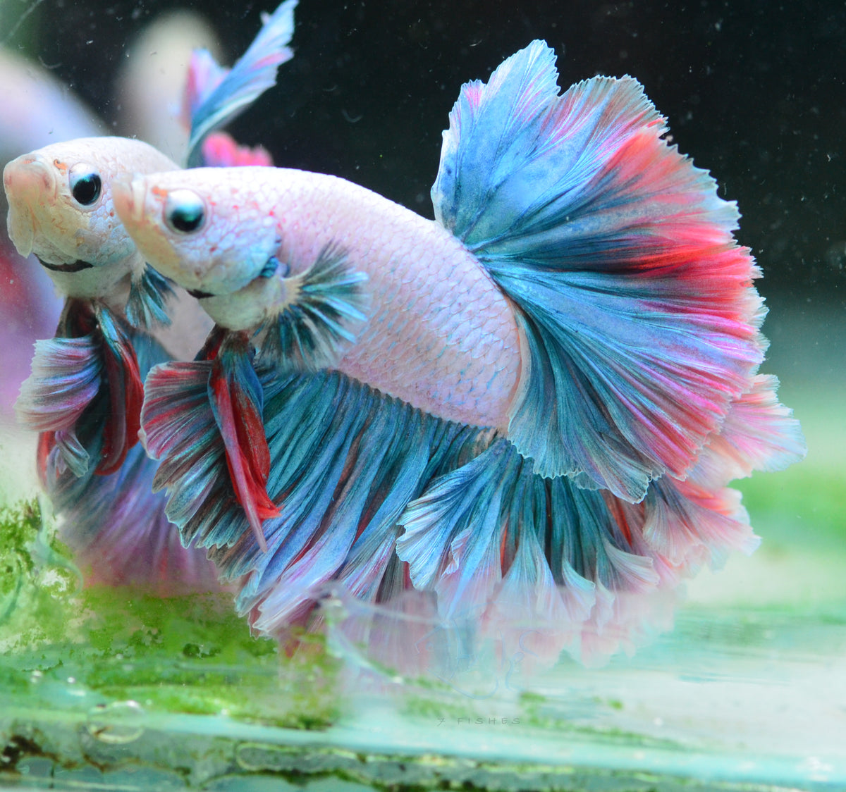Pastel Marble Feathertail Male