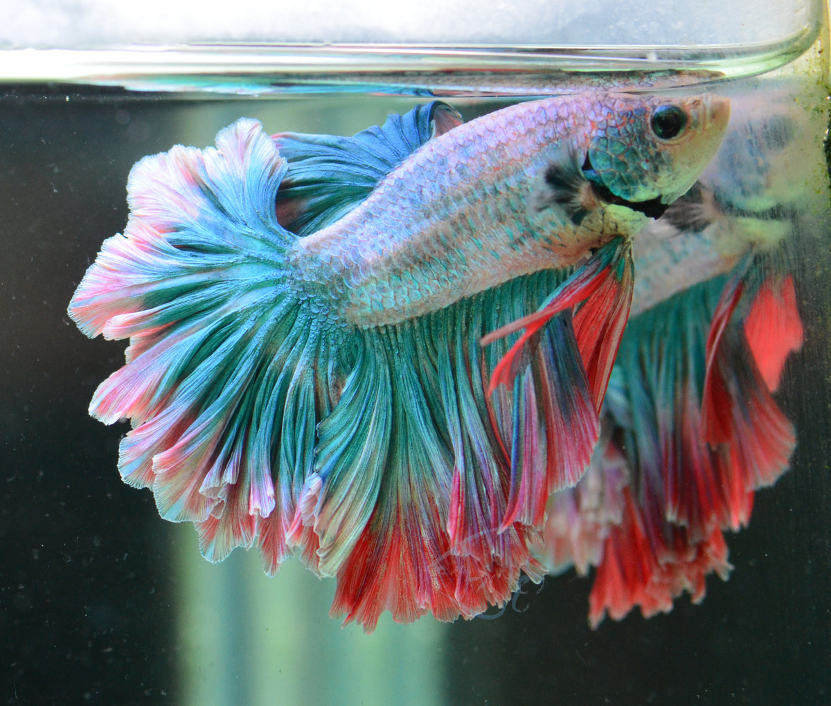 Pastel Marble Feathertail Male
