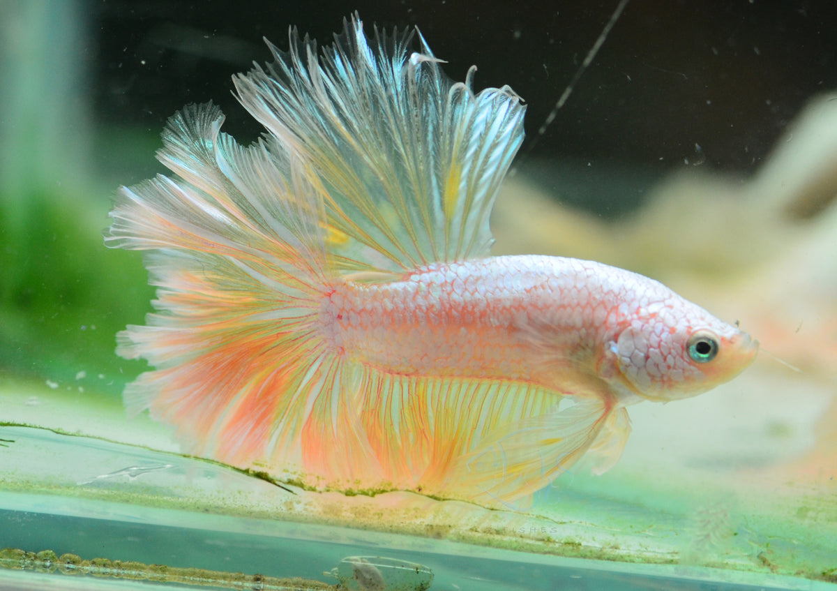 Dragon Feathertail Male
