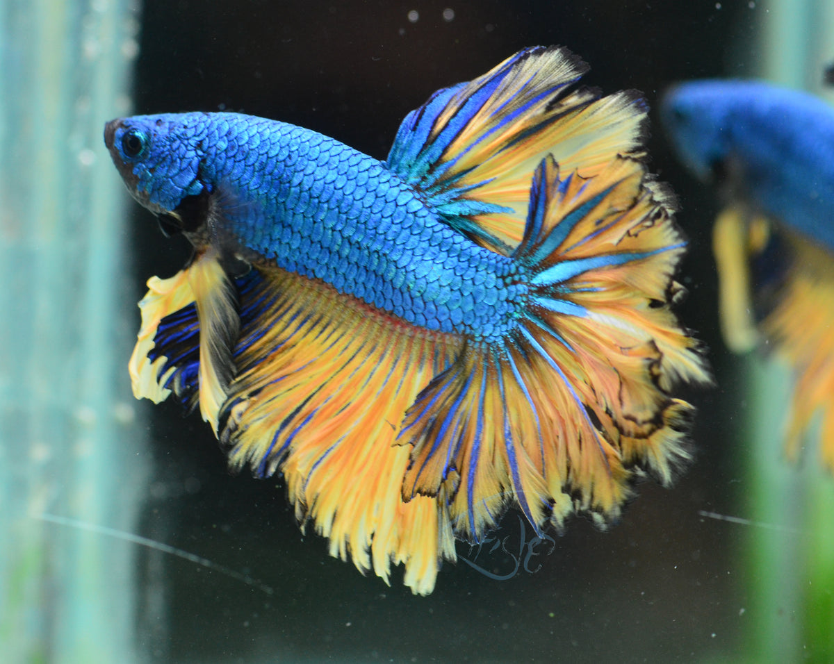 Mustard Feathertail Male