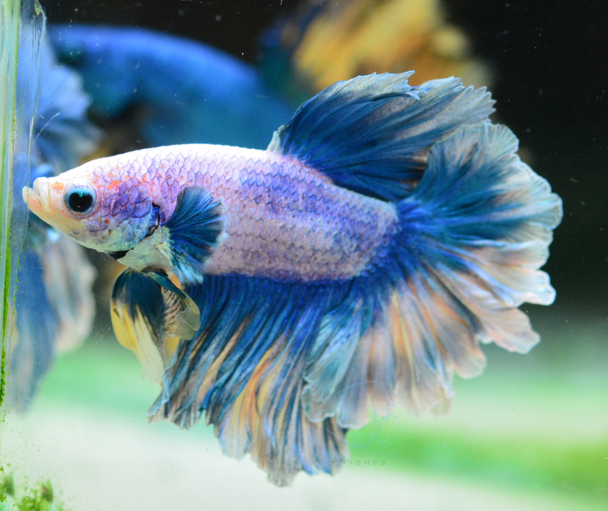 Pastel Marble Feathertail Male