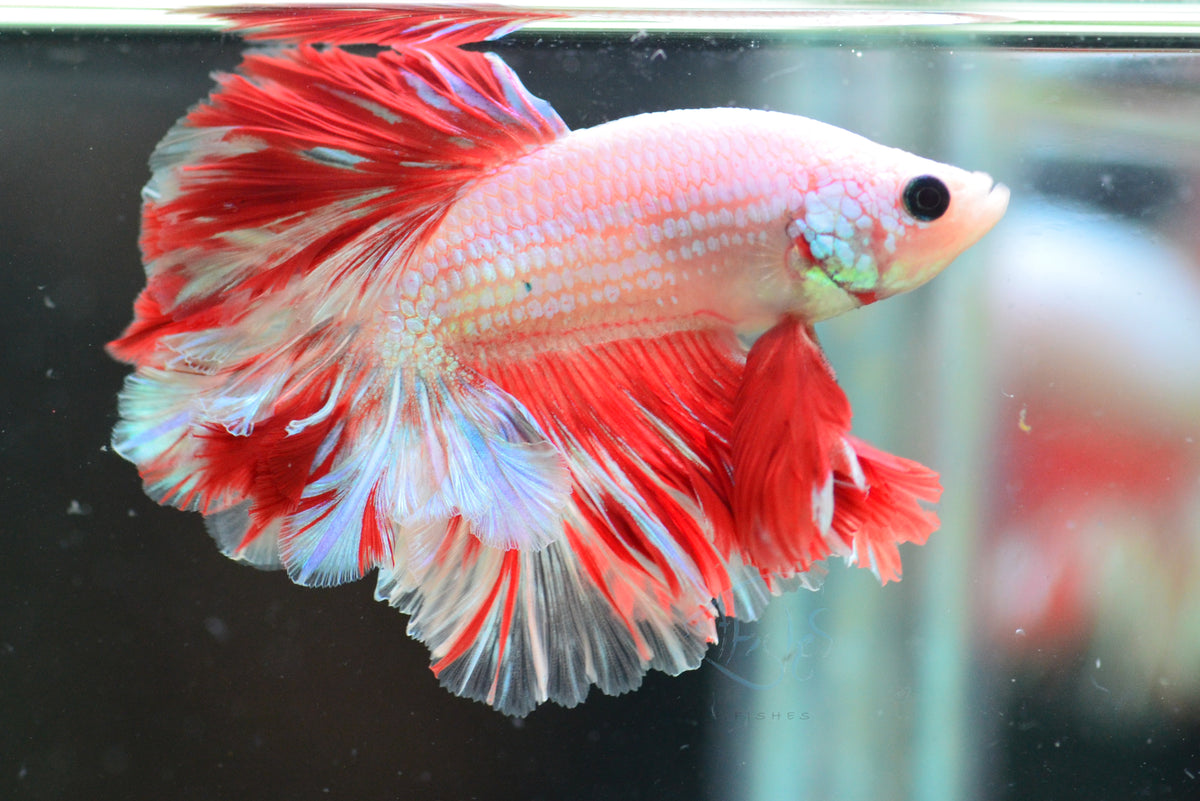 Red Draognscale Feathertail Male
