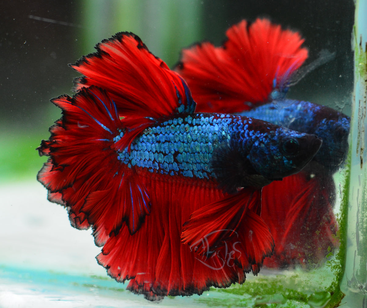 BiColour Feathertail Male