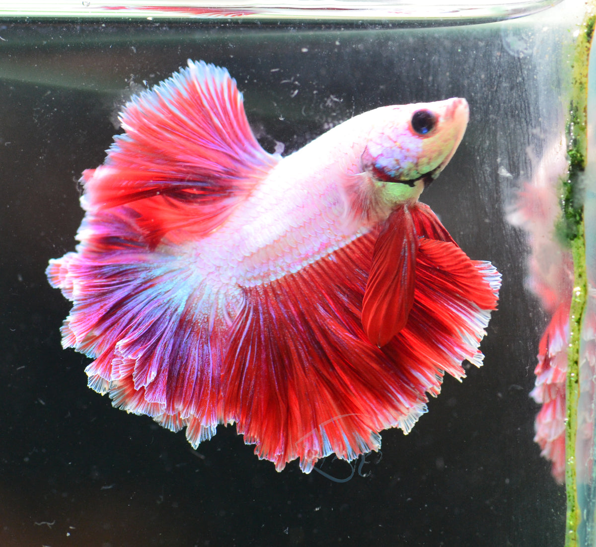 Pink Purple Feathertail Male