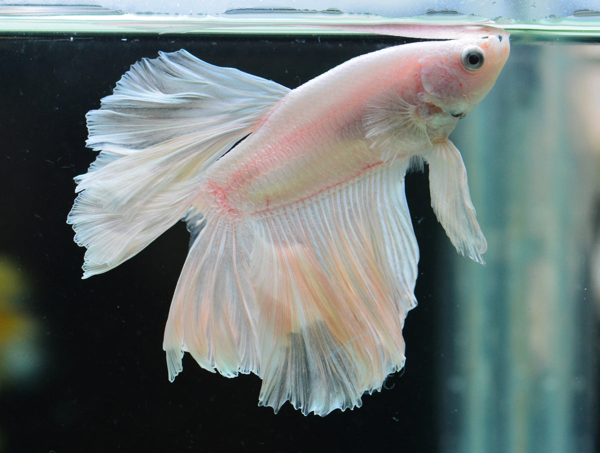 Platinum Feathertail Male