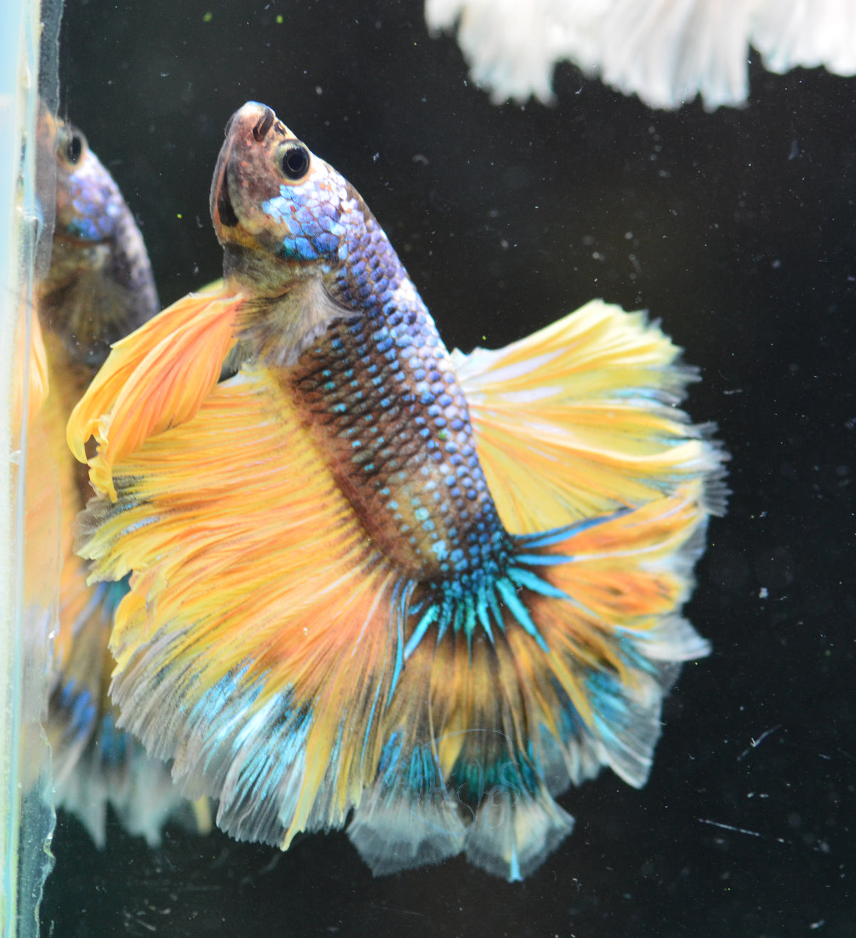 Mustard Marble Feathertail Male