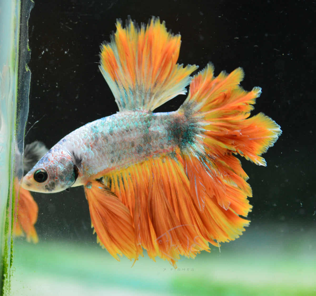 Metallic Orange Feathertail Male