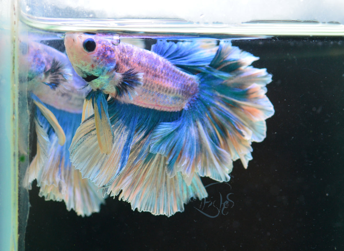 Pastel Marble Feathertail Male