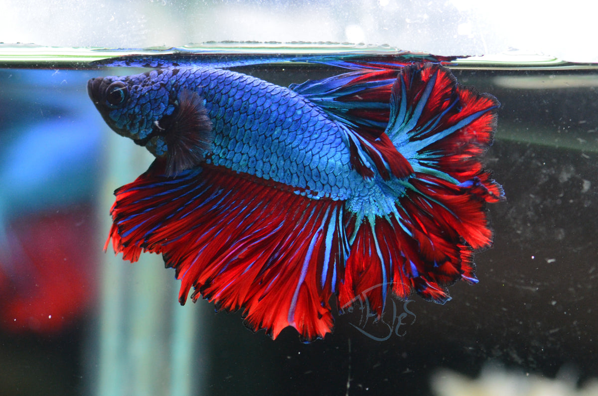 Bi-Colour Feathertail Male
