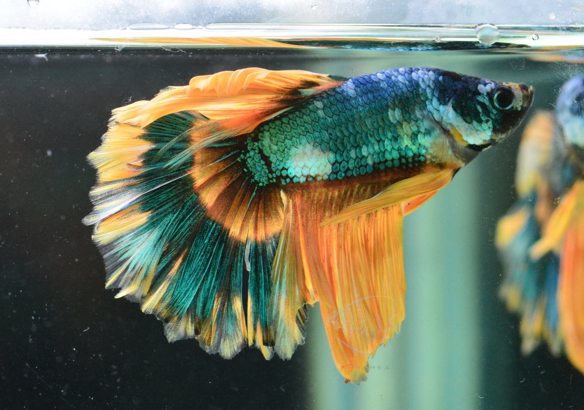 Mustard Marble Feathertail Male