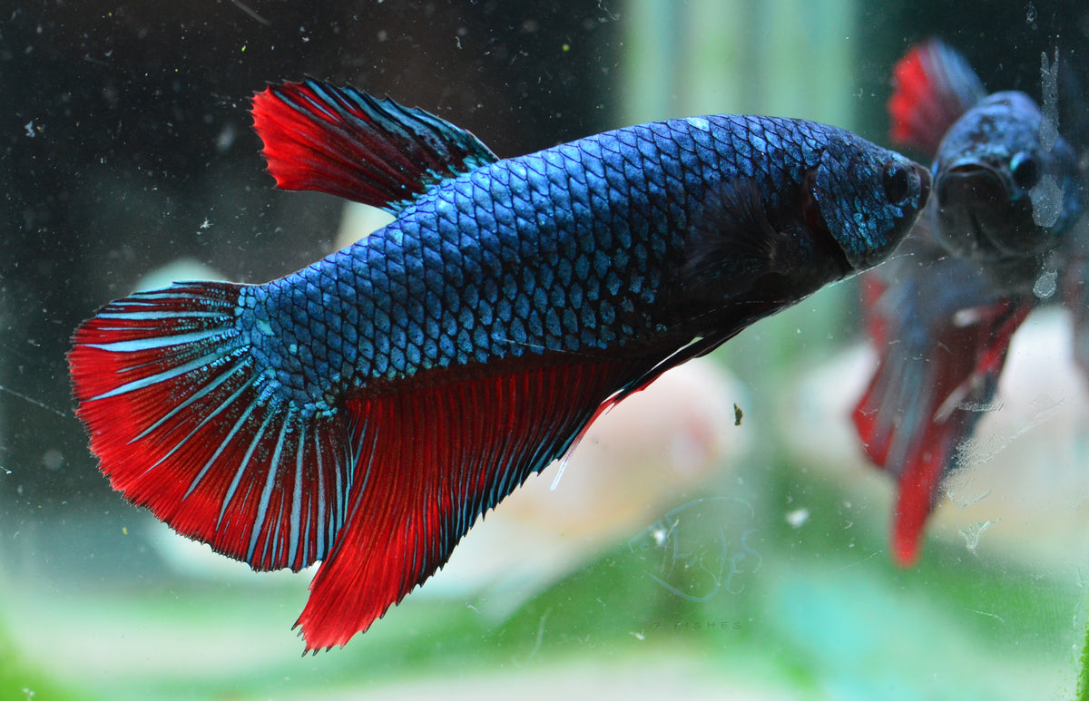 Giant Traditional HMPK Male