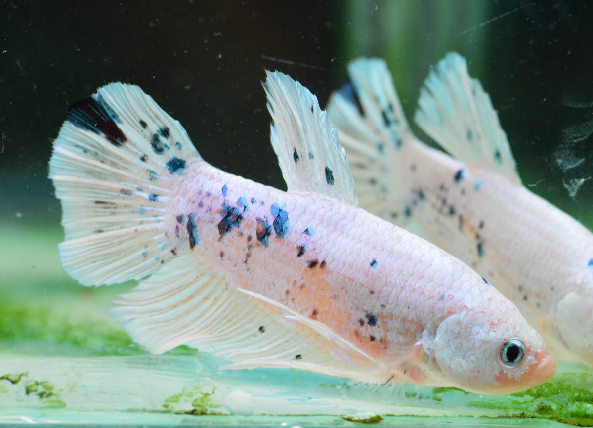 Giant Dalmatian HMPK Male