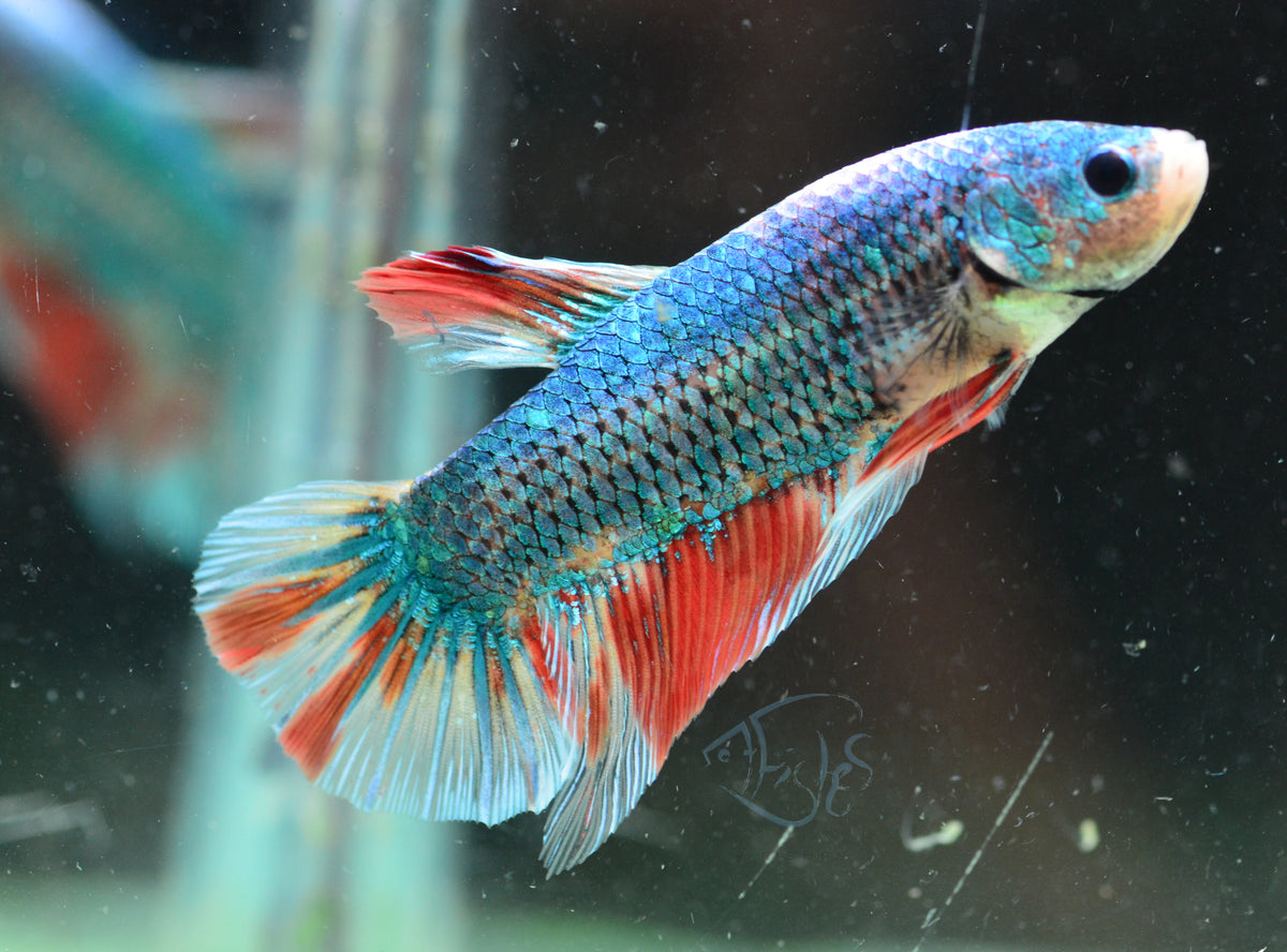 Giant Turquoise Fancy HMPK Male