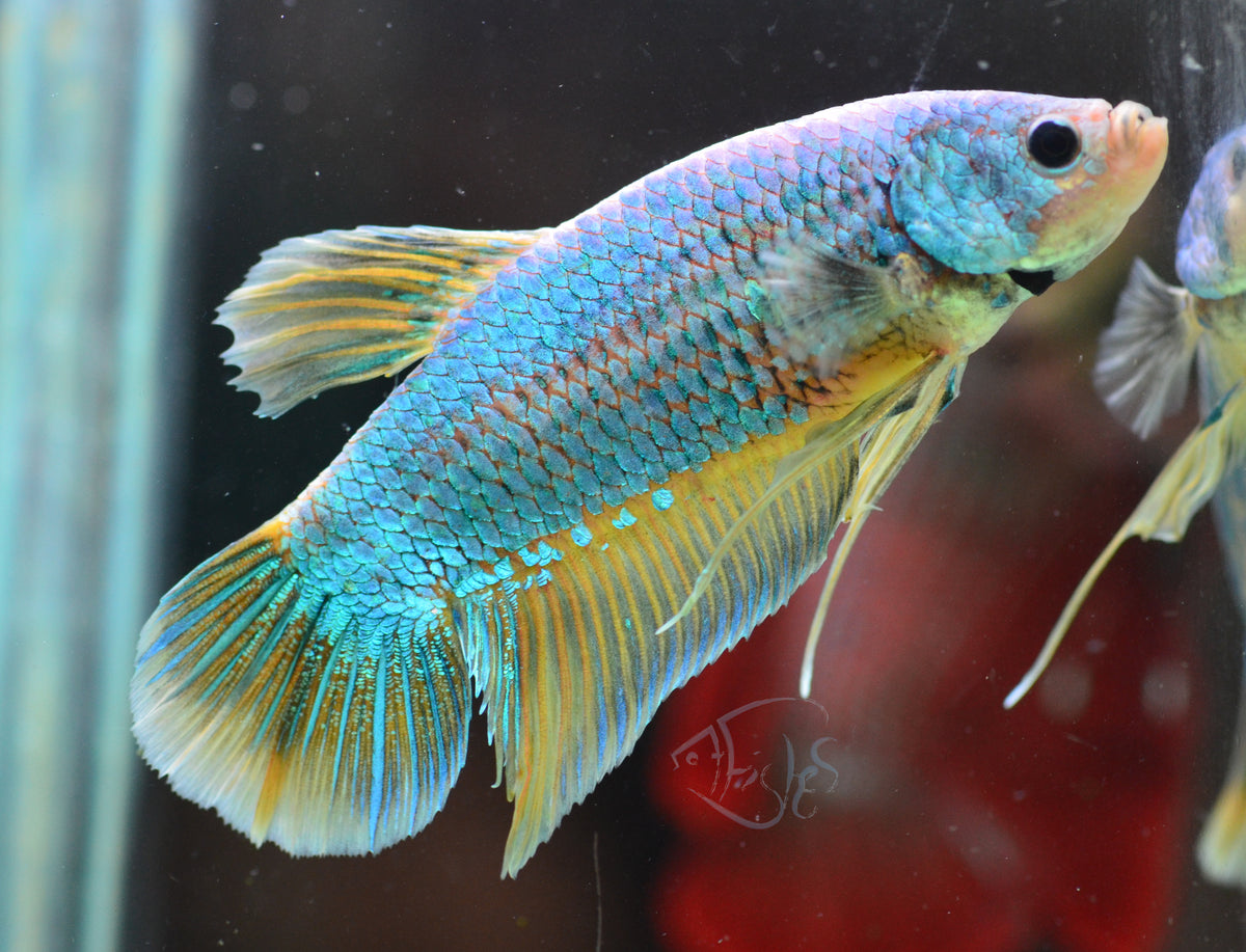 Giant Mustard HMPK Male