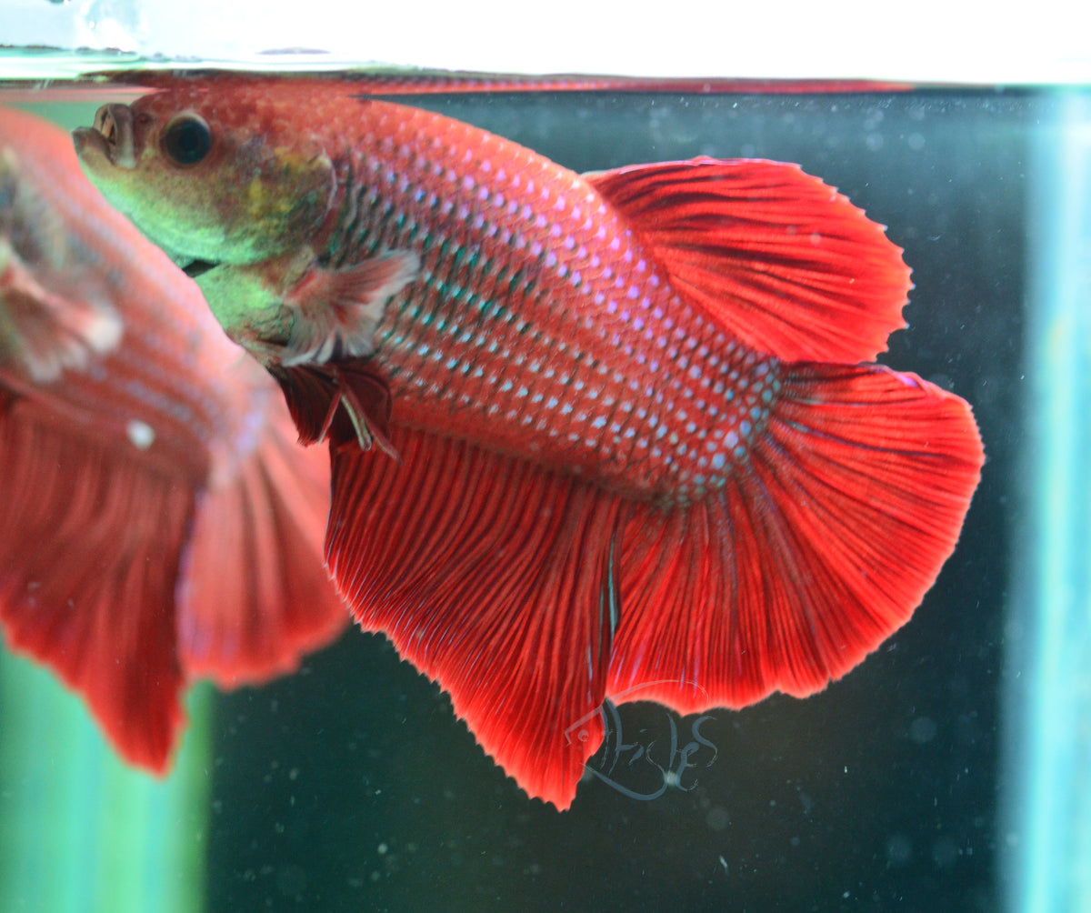 Giant Red HMPK Male