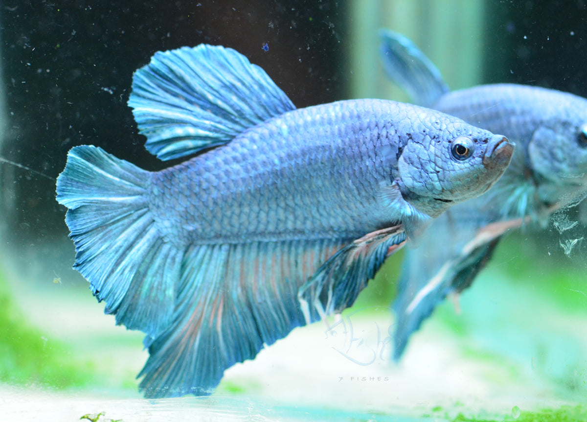 Giant Turquoise HMPK Male