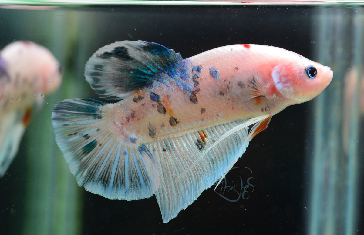Giant Dalmatian HMPK Male