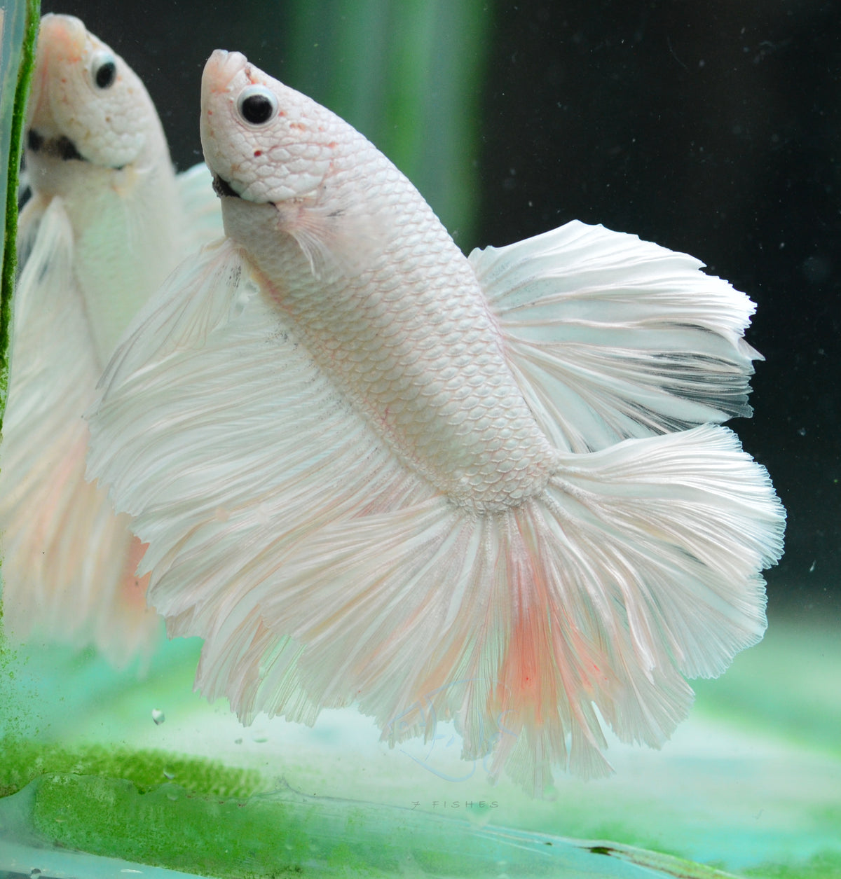 Platinum Feathertail Male