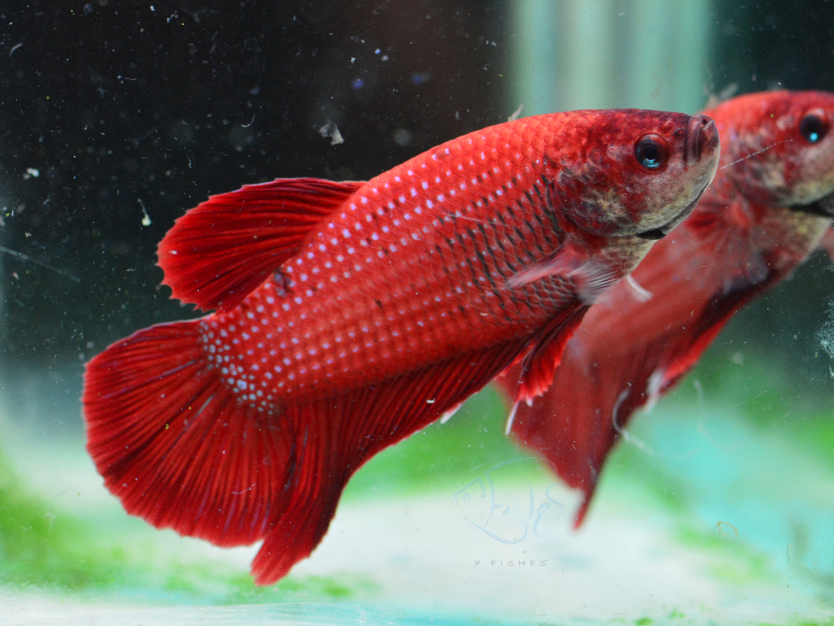 Giant Red HMPK Male