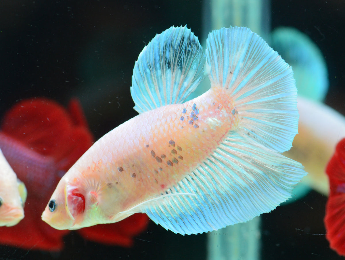 Giant Opal HMPK Male
