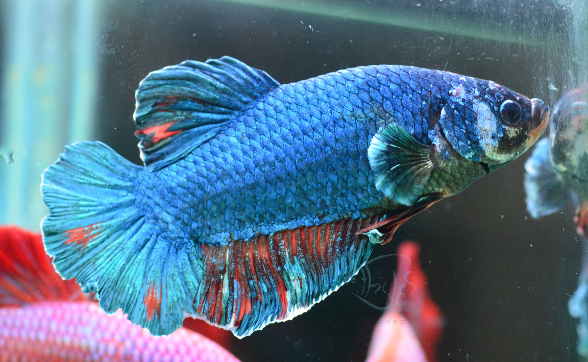 Giant Turquoise HMPK Male