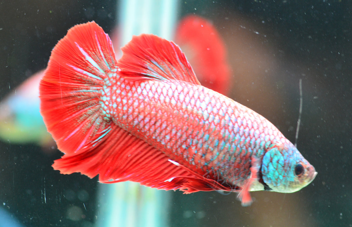 Giant Red HMPK Male