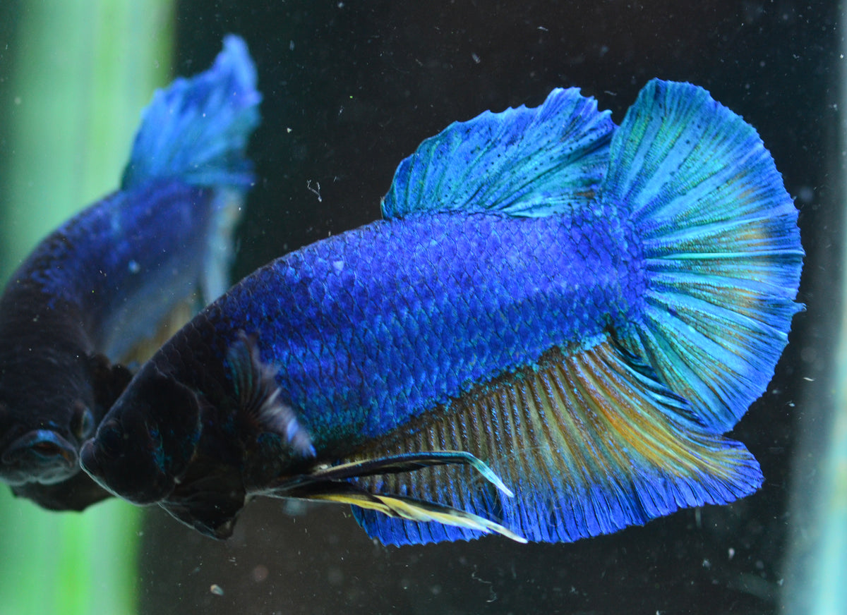 Giant Blue HMPK Male