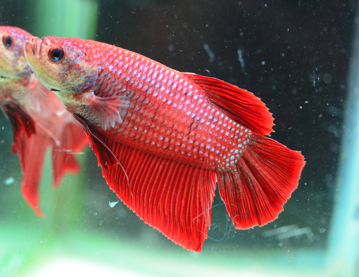 Giant Red HMPK Male