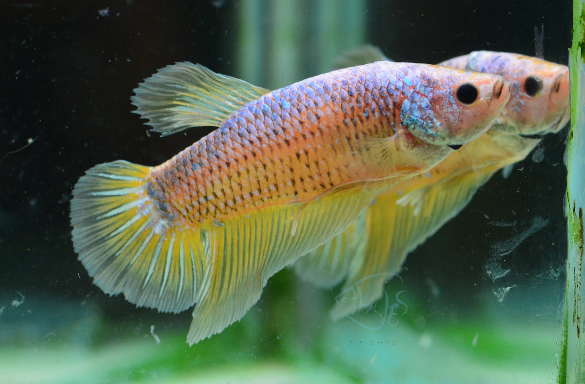 Giant Iridescent Yellow HMPK Male