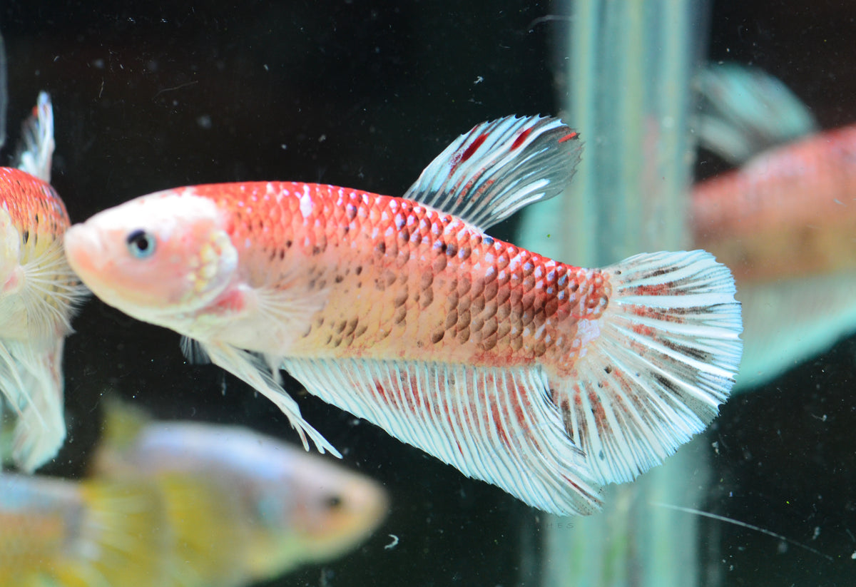 Giant Marble HMPK Male