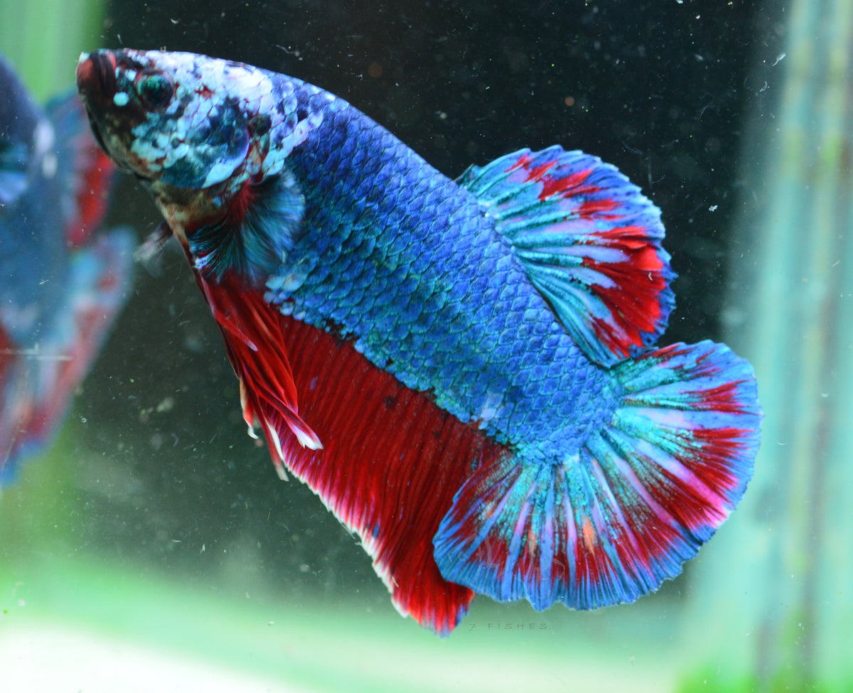 Giant Bicolour Marble HMPK Male