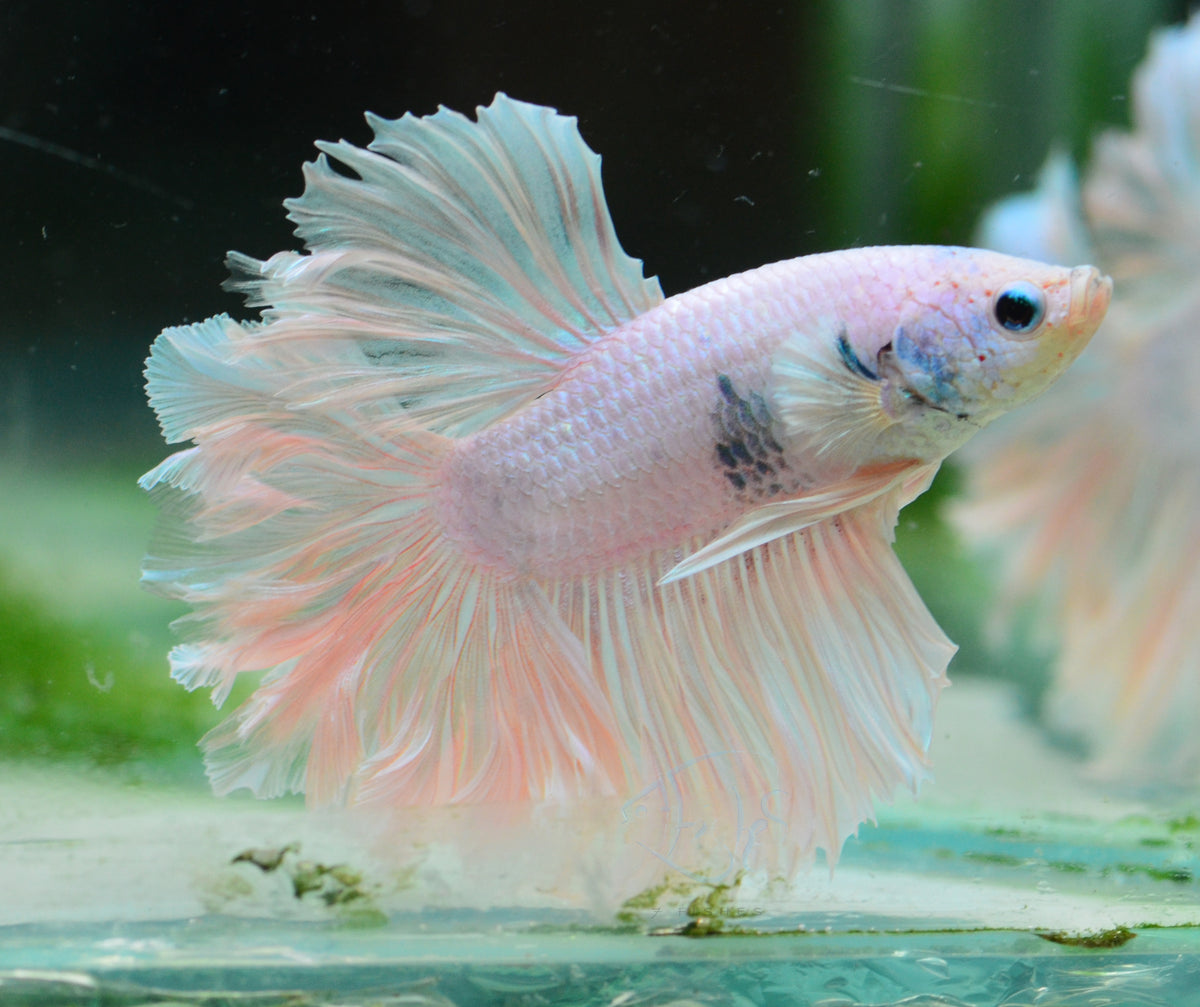 Platinum Feathertail Male