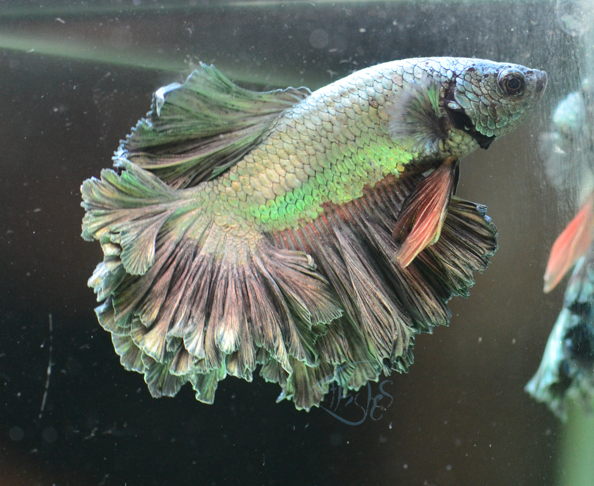 Copper Feathertail Male