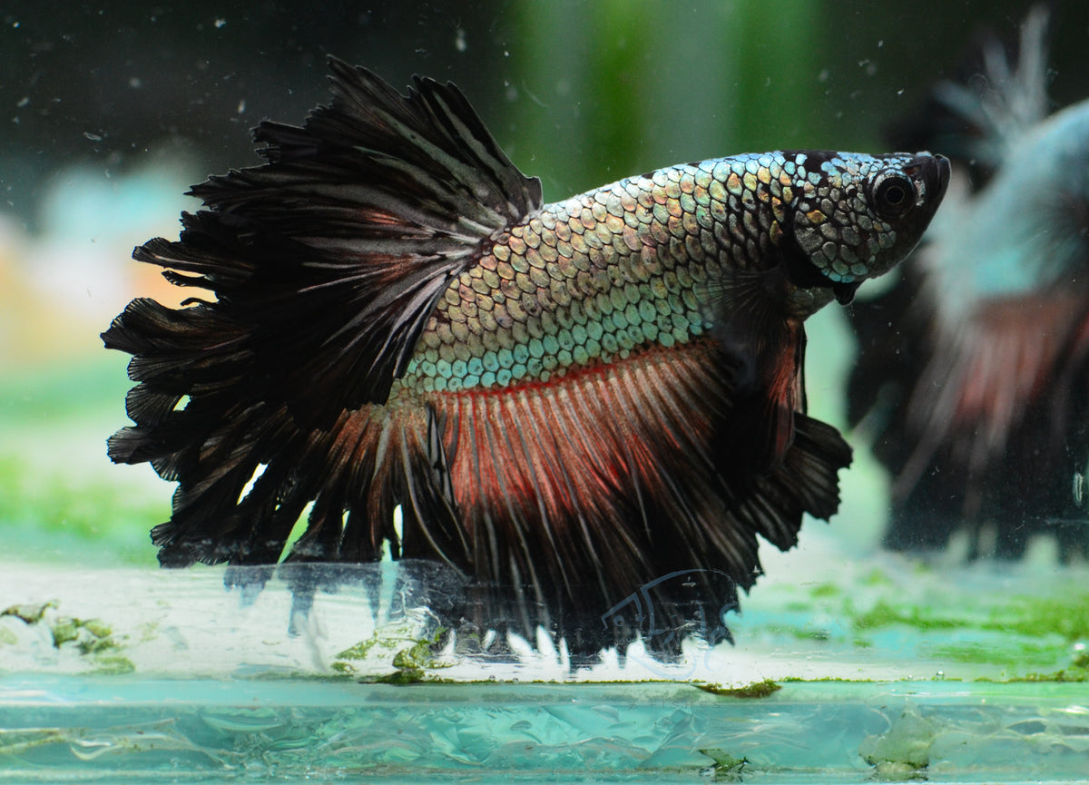 Copper Black Feathertail Male