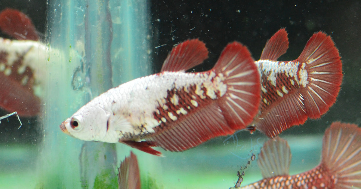 Red Samurai HMPK Female
