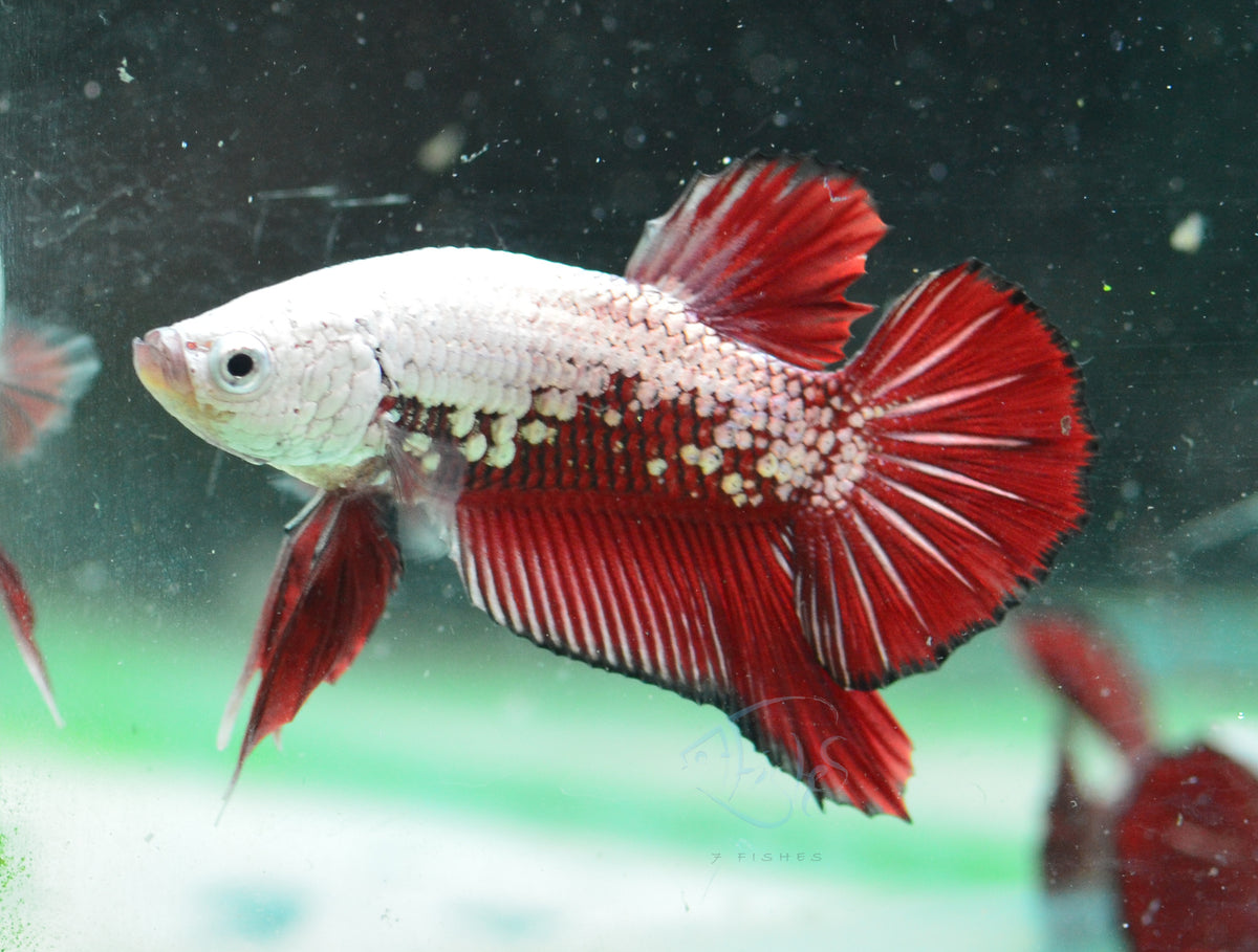 Red Samurai HMPK Male