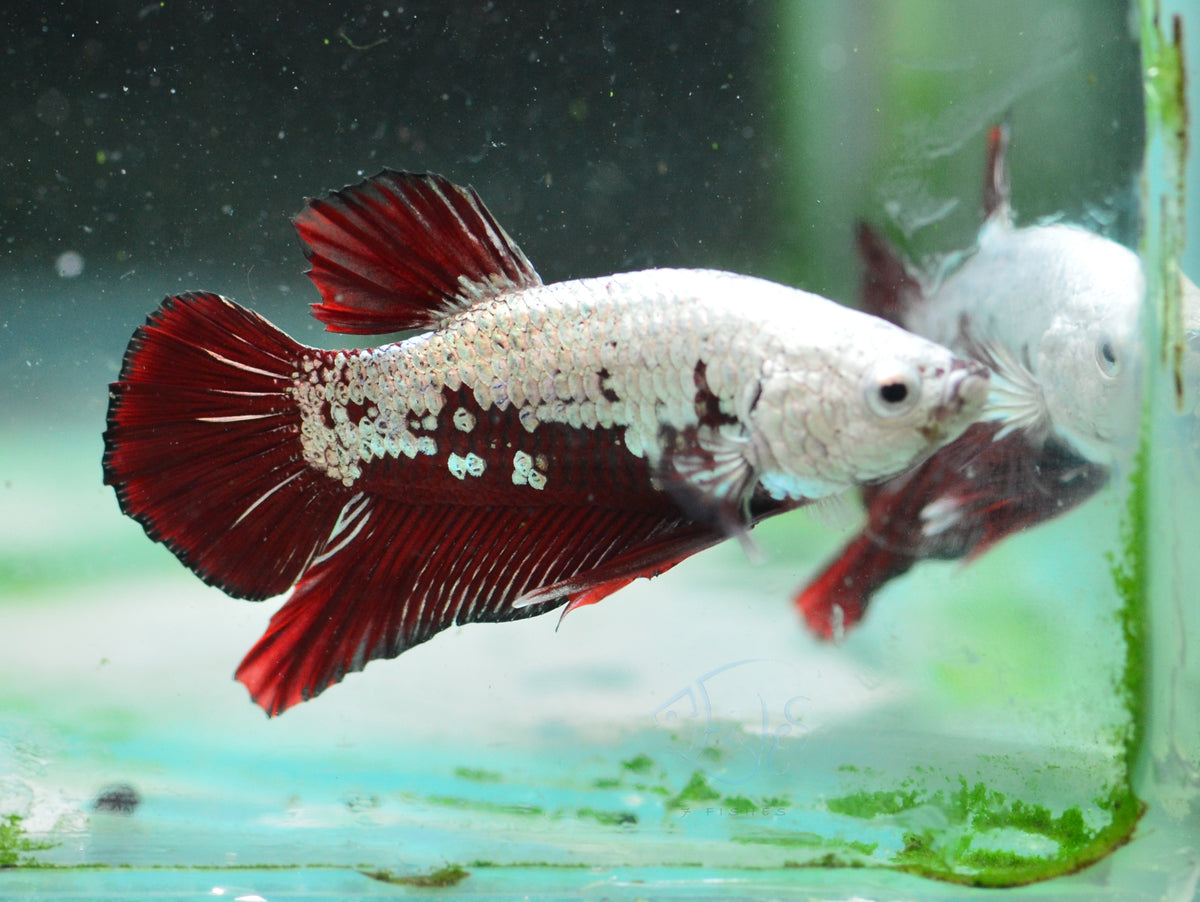 Red Samurai HMPK Male