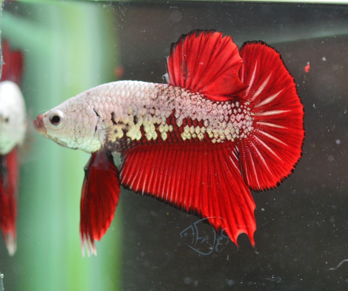 Red Samurai HMPK Male
